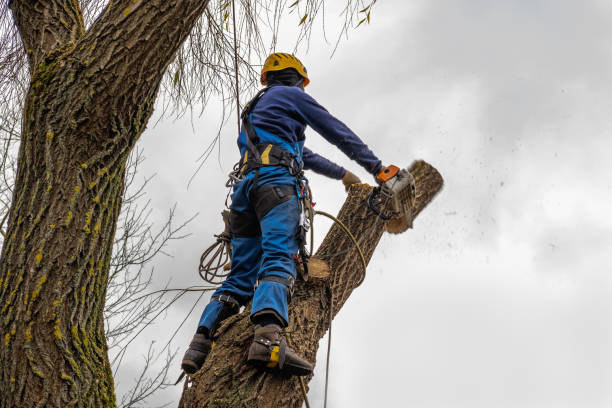 Best Tree Trimming and Pruning  in Decatur, AL