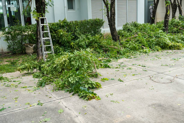 Best Tree Removal  in Decatur, AL