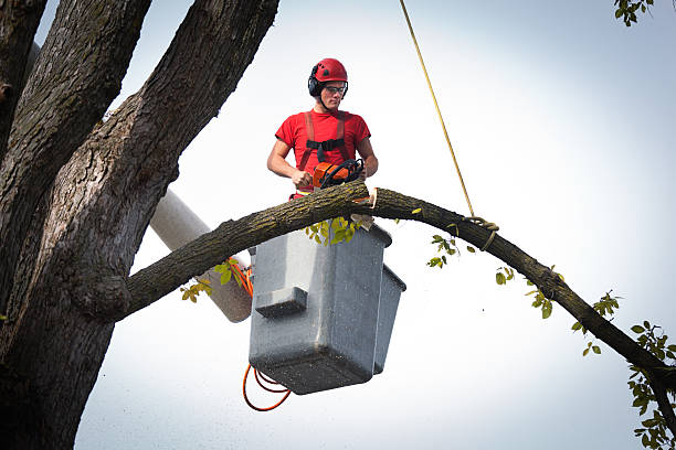 Best Tree Mulching  in Decatur, AL