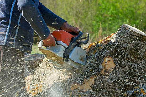 Best Tree Disease Treatment  in Decatur, AL